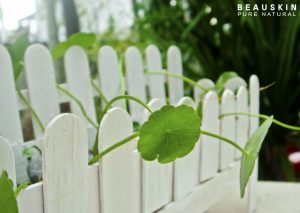 LÀM ĐẸP VỚI RAU MÁ, BẠN ĐÃ THỬ CHƯA?