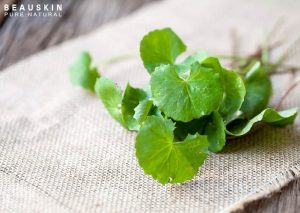 TÁC DỤNG TUYỆT VỜI CỦA RAU MÁ ĐỐI VỚI LÀN DA CỦA BẠN